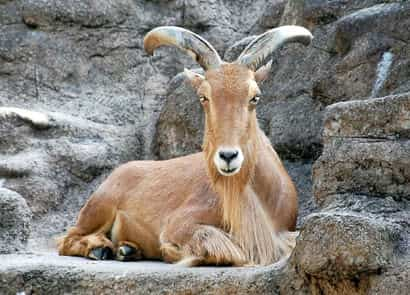 動物図鑑・バーバリーシープ